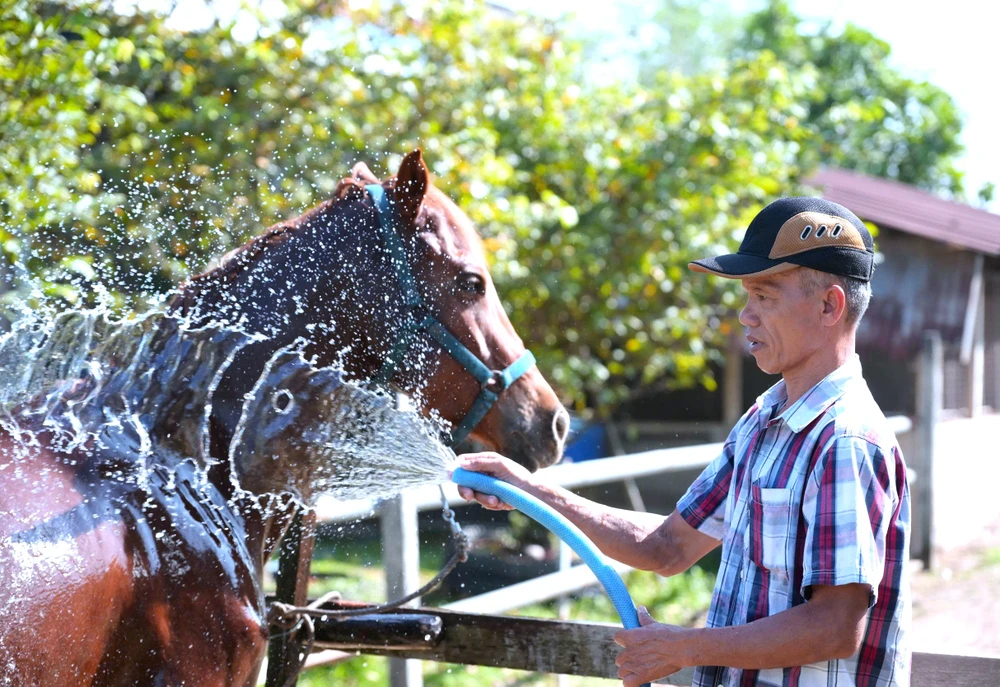 Ngựa Đức Hòa 16.jpg