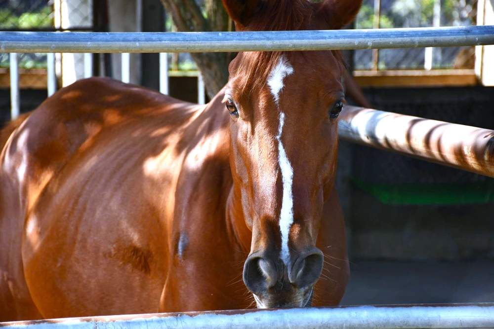 Ngựa Đức Hòa 5.jpg