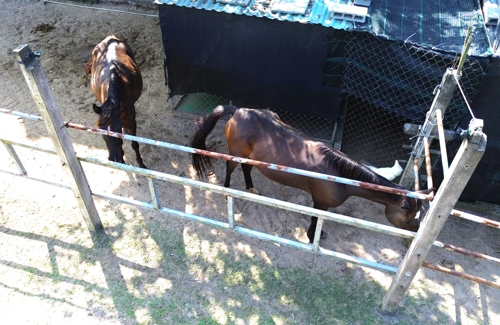 Ngựa Đức Hòa 15.JPG