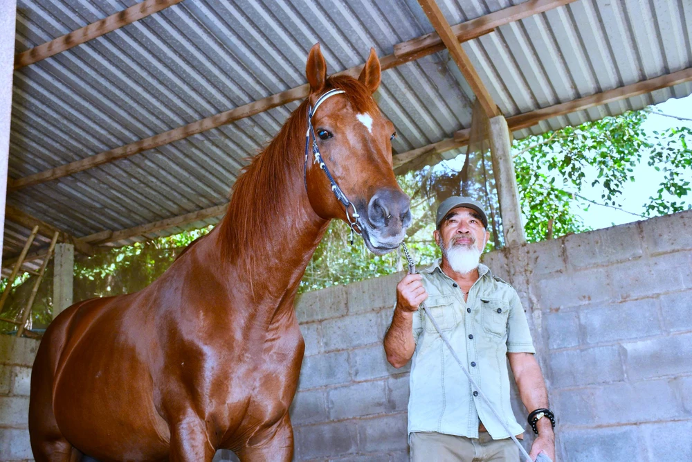 Ông Hà Văn Nở với chú ngựa Ruby cao gần 1,8m, có thân hình cao lớn, vạm vỡ. Ngựa Đức Hòa 13.jpg