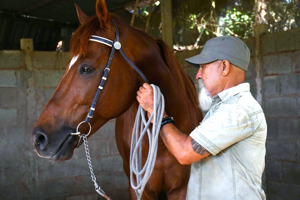 Ngựa Đức Hòa 11.jpg