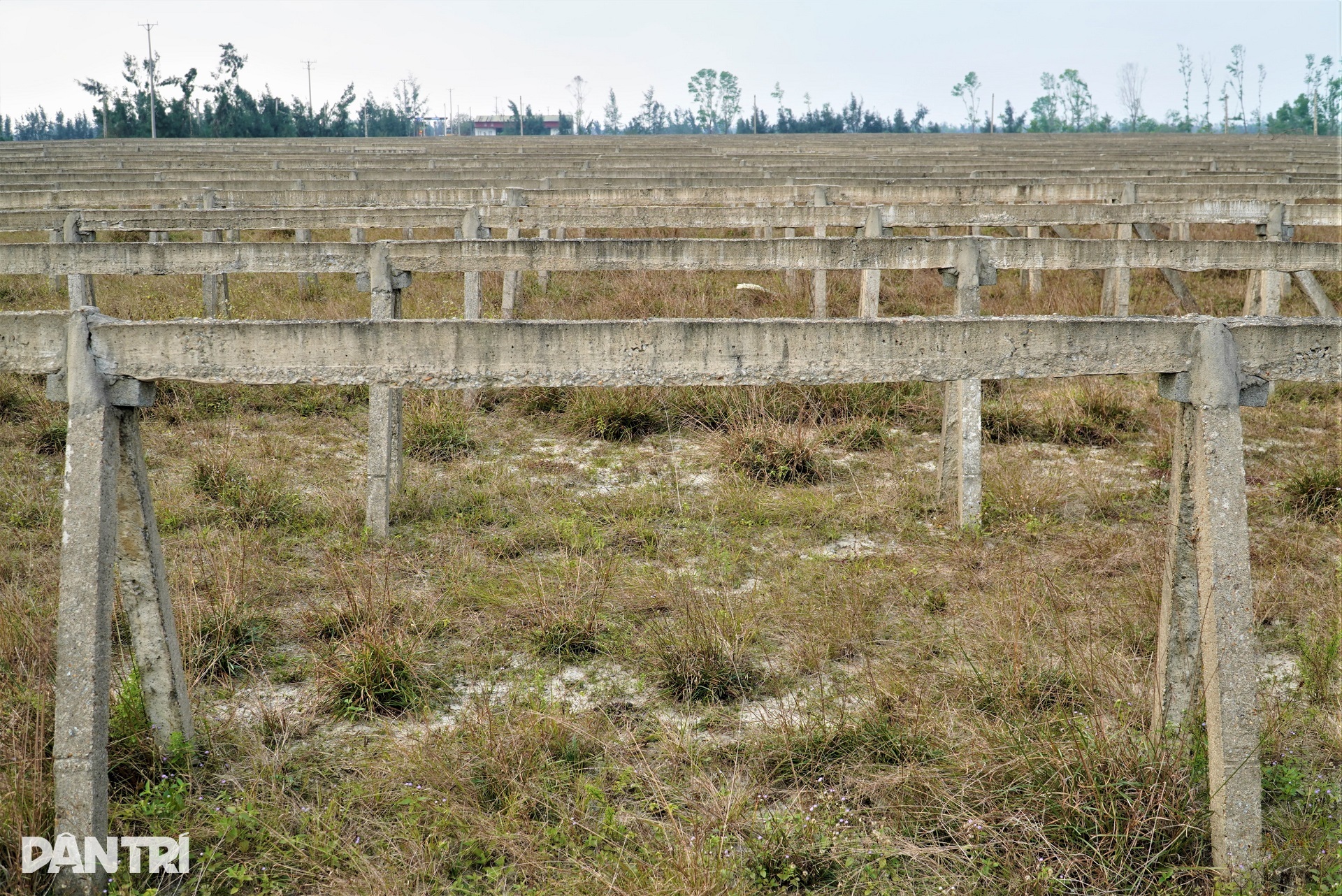 Bãi cọc bê tông ở dự án nông nghiệp công nghệ cao 300 tỷ đồng của FLC - 4