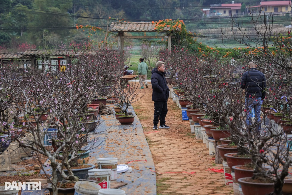 Lạng Sơn: Ông chủ mở quán cà phê bảo tồn văn hóa, bật mí cách chọn đào đẹp - 7