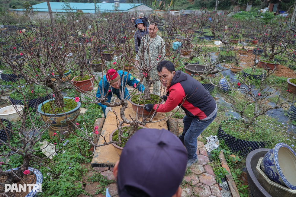 Lạng Sơn: Ông chủ mở quán cà phê bảo tồn văn hóa, bật mí cách chọn đào đẹp - 9