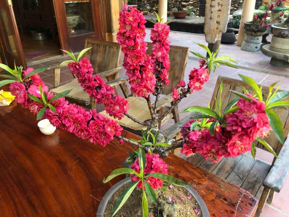 Lạng Sơn: Ông chủ mở quán cà phê bảo tồn văn hóa, bật mí cách chọn đào đẹp - 11