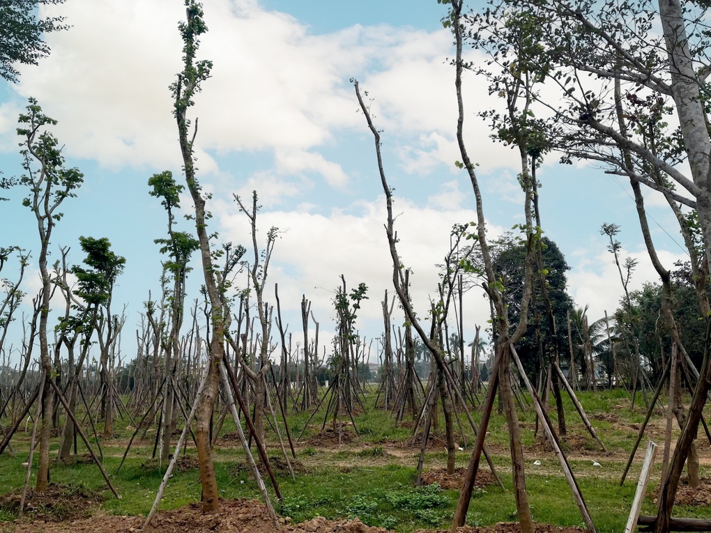 Vista Nam An Khánh trồng hơn 9.200 cây xanh và 2,2ha thảm xanh, vượt 131% kế hoạch - 4