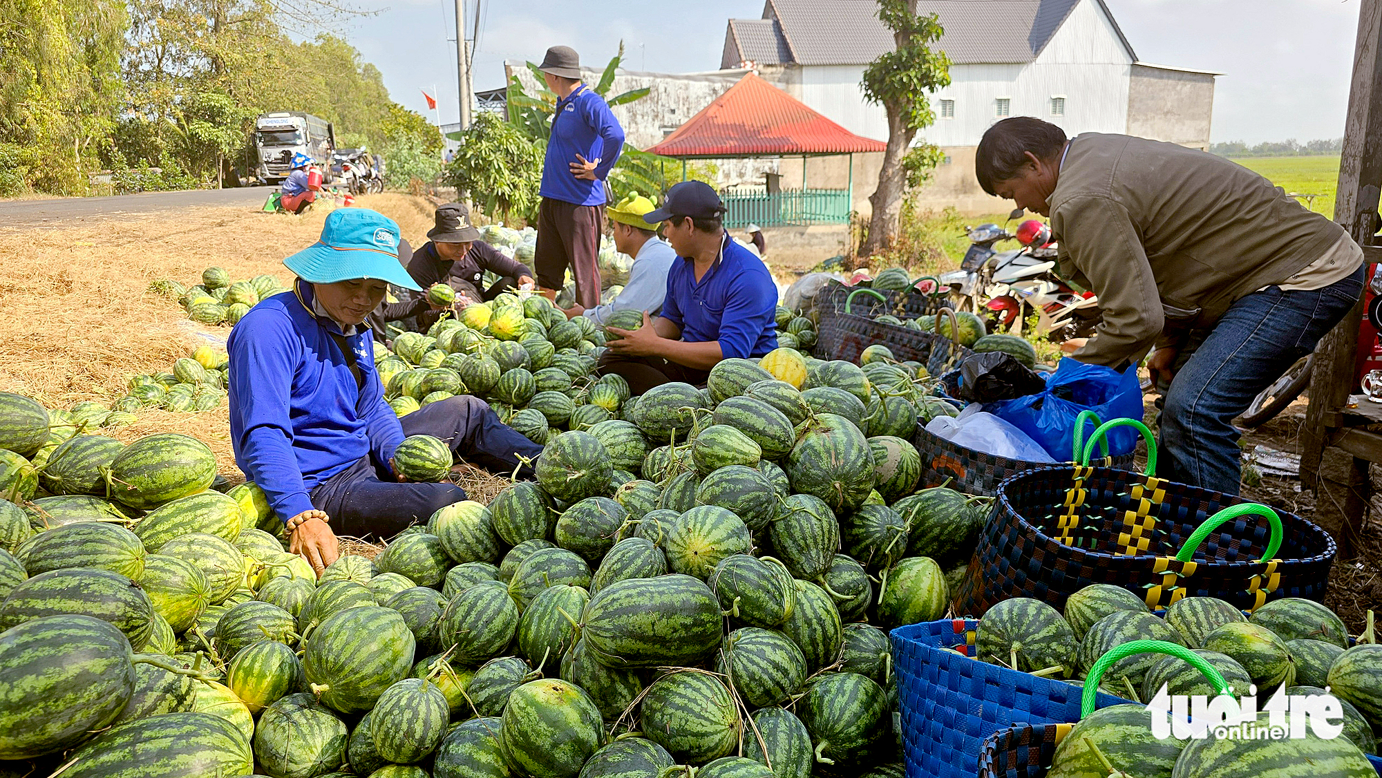 Giá dưa hấu tại An Giang ‘dội chợ’ cận Tết, giảm hơn 50% so với tháng trước 3 Giá dưa hấu tại An Giang ‘dội chợ’ cận Tết, giảm hơn 50% so với tháng trước - Ảnh 3.