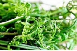 Món rau dân dã nơi núi rừng và những công dụng khiến nhiều người bất ngờ