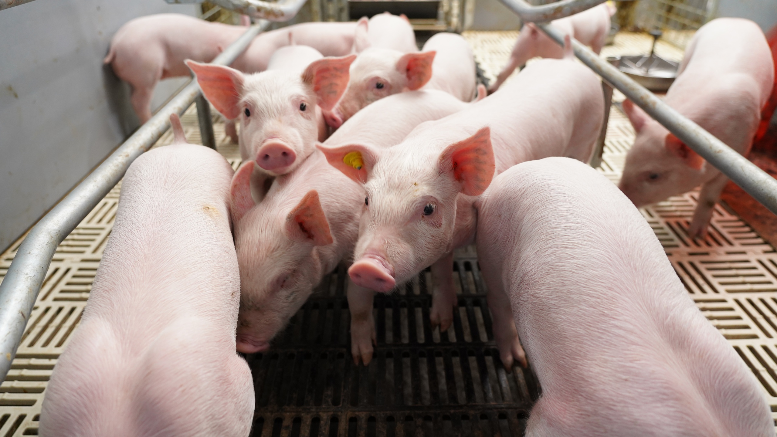 BAF Việt Nam: Cơ hội 'lội ngược dòng' sau chu kỳ biến động của ngành chăn nuôi- Ảnh 2. BAF Việt Nam: Cơ hội 'lội ngược dòng' sau chu kỳ biến động của ngành chăn nuôi- Ảnh 2.