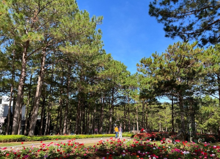 Khí hậu mát mẻ tại Đà Lạt là lợi thế hút khách tránh nóng vào mùa hè. Ảnh: Terracotta Hotel & Resort Đà Lạt