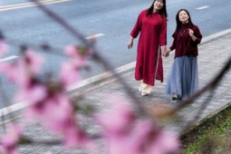 Du khách đổ về những cung đường mai anh đào đẹp nhất Đà Lạt