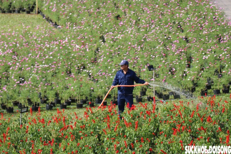 Choáng ngợp hình ảnh hàng vạn chậu hoa kết thành đóa sen khổng lồ ở Huế - 4