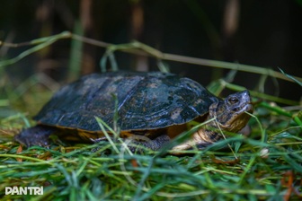 Hành trình đưa loài bị săn bắt nhiều nhất Việt Nam thoát bờ vực tuyệt chủng