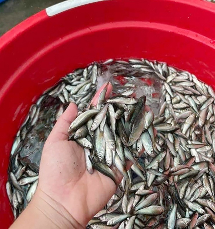 3 loại cá chứa nhiều thủy ngân nhất- Ảnh 6. 3 loại cá chứa nhiều thủy ngân nhất- Ảnh 6.