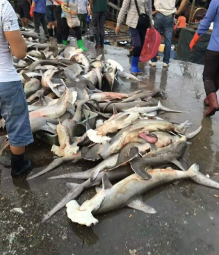 3 loại cá chứa nhiều thủy ngân nhất- Ảnh 1. 3 loại cá chứa nhiều thủy ngân nhất- Ảnh 1.