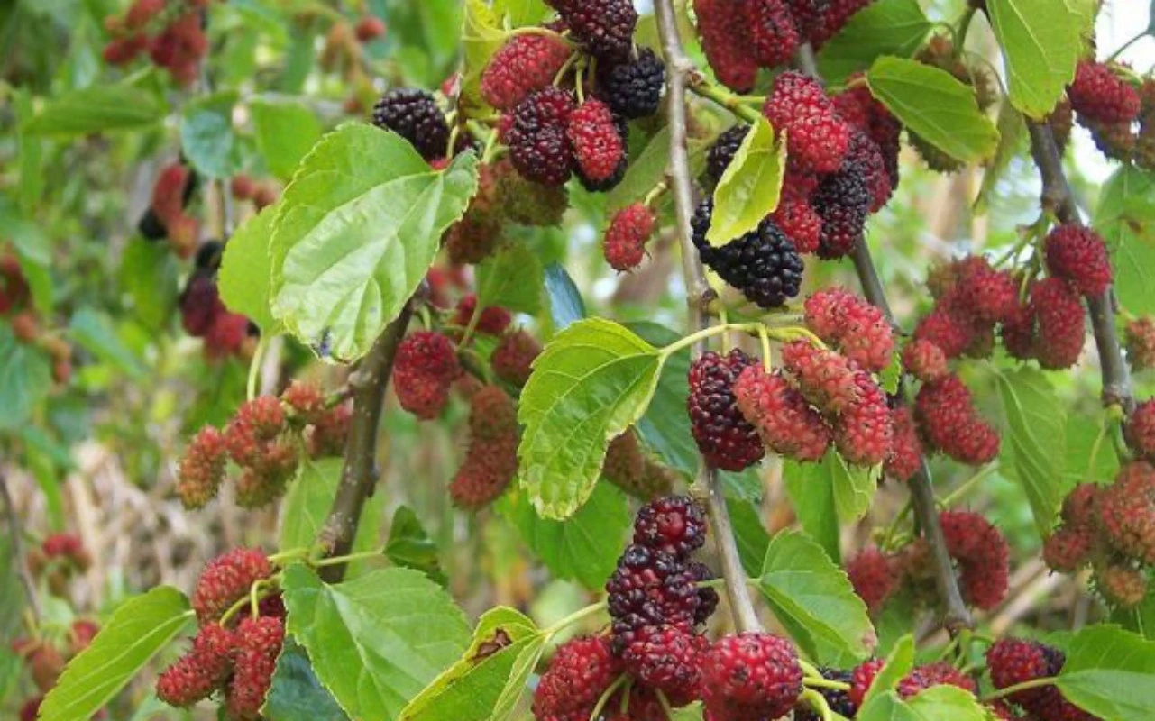 3 loại cây bị cho là mang 