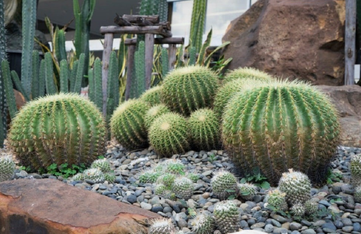 3 loại cây bị cho là mang 