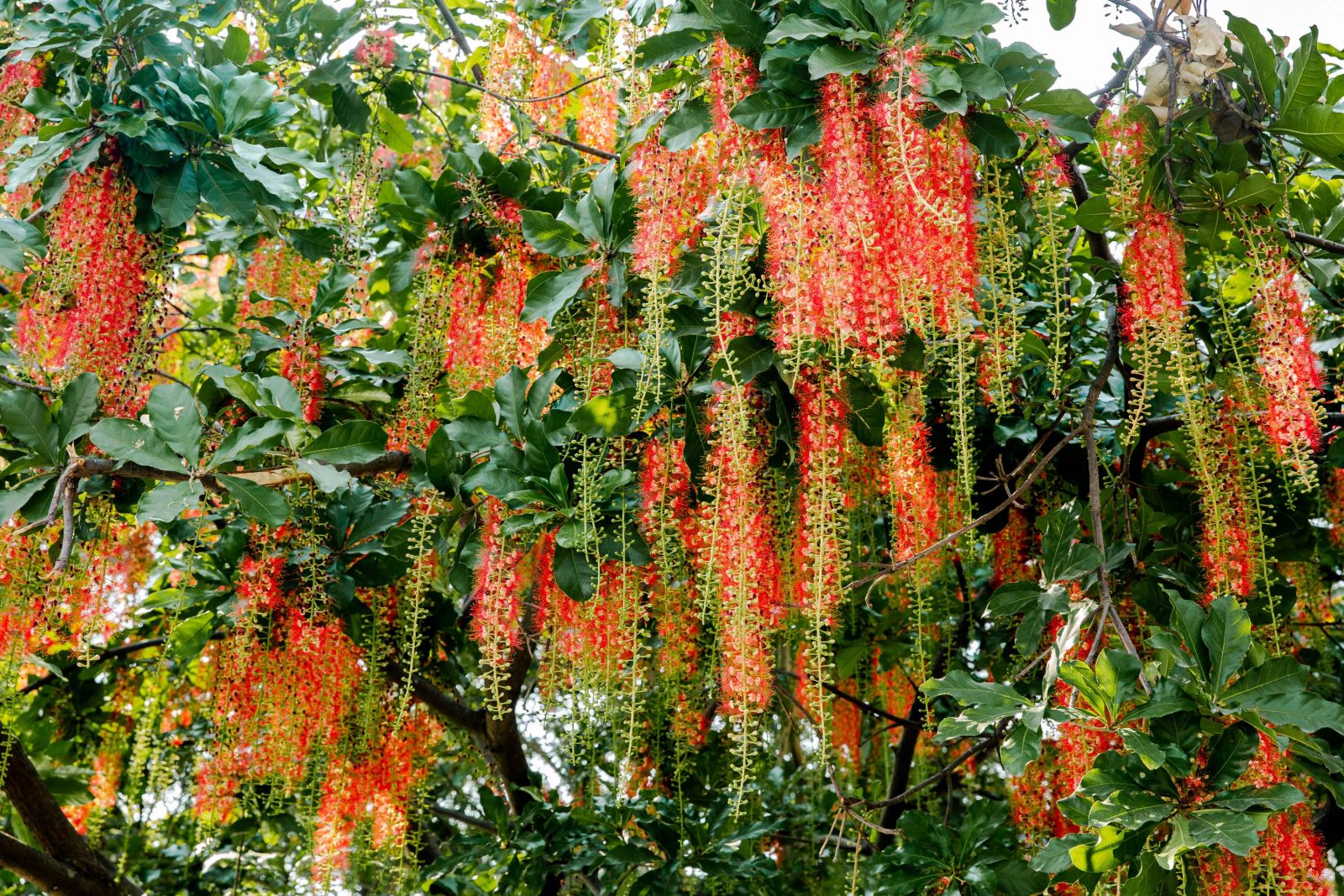 3 loại cây lý tưởng để trồng trước nhà- Ảnh 1.