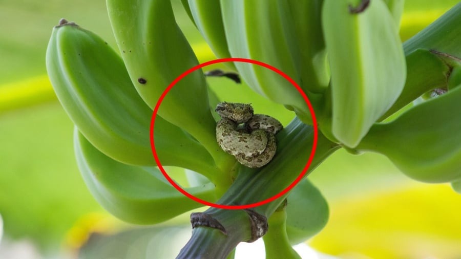 4 cây dễ gọi rắn vào nhà- Ảnh 1.