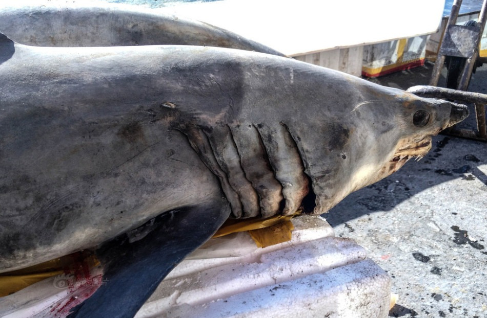 4 loại cá chứa nhiều thủy ngân- Ảnh 1.