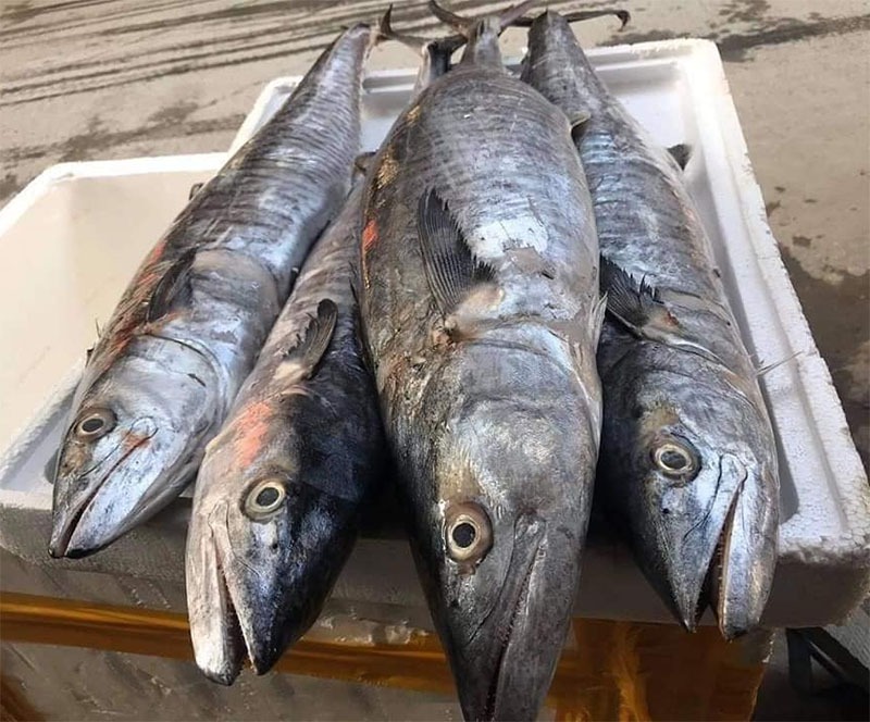 4 loại cá chứa nhiều thủy ngân- Ảnh 2.