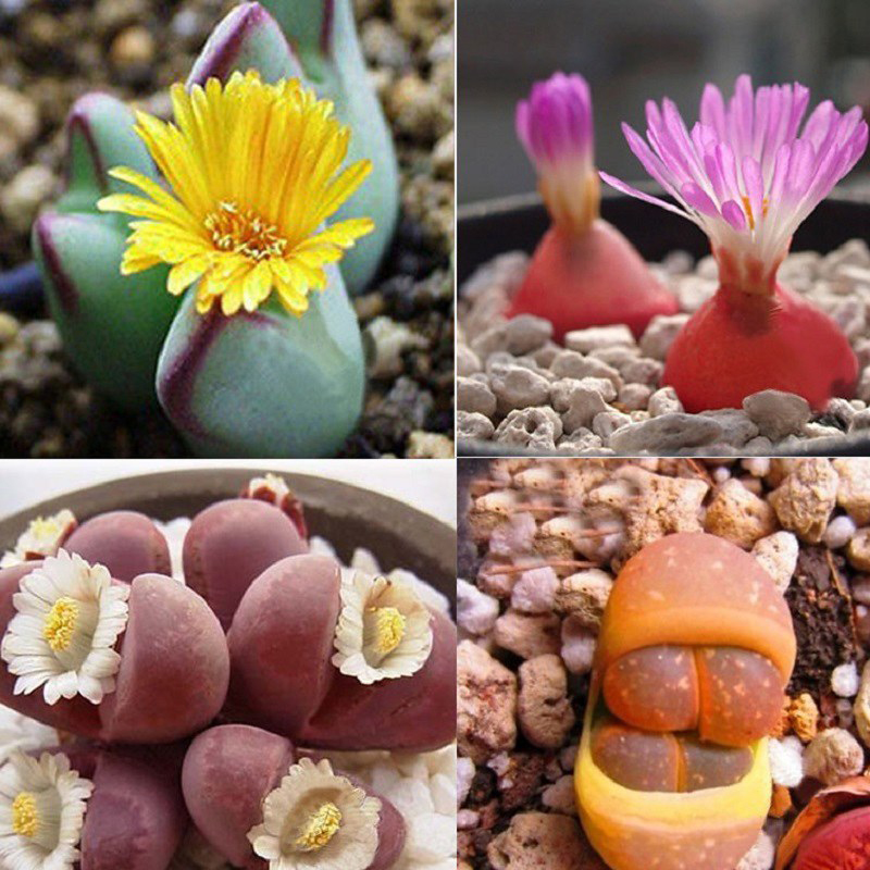 5 cây cảnh hiếm khi ra hoa, gia chủ cả đời có khi chỉ được chứng kiến 1 lần, là điềm báo đại cát, đại lợi- Ảnh 1. 5 cây cảnh hiếm khi ra hoa, gia chủ cả đời có khi chỉ được chứng kiến 1 lần, là điềm báo đại cát, đại lợi- Ảnh 1.