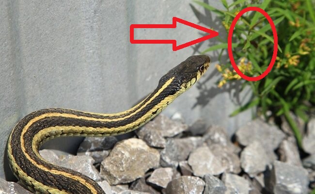 5 con đường dẫn rắn vào nhà- Ảnh 1.