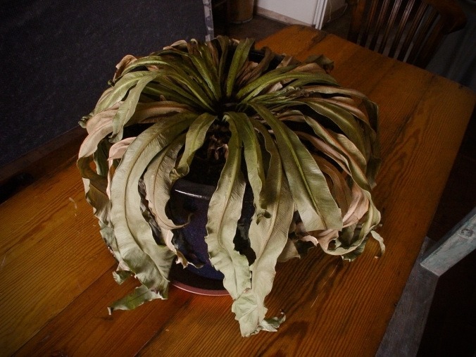 5 dấu hiệu nhận biết phong thủy nhà đang suy yếu, tiền trôi tuột như nước chảy qua kẽ tay- Ảnh 1.