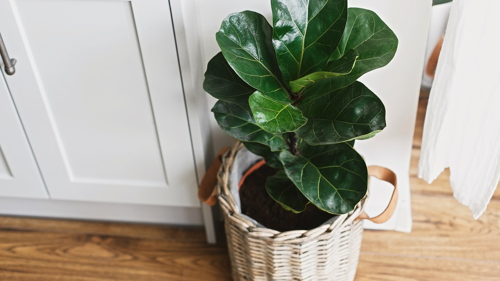 5 loại cây cảnh đẹp nhưng khó chiều, người mua nên cân nhắc kỹ  - 1