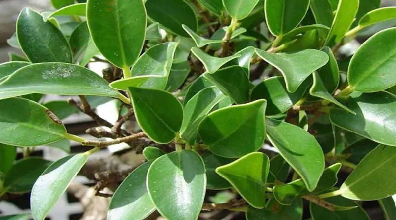 5 loại cây không nên trồng trong vườn nhà vào đầu năm mới- Ảnh 1.