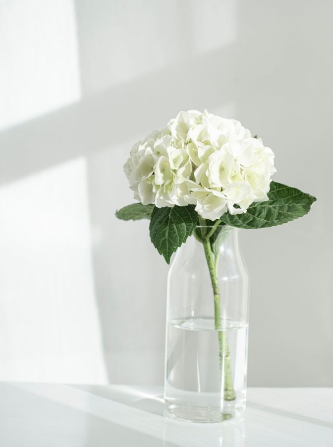 7 loại cây trồng trong nhà có thể đem lại vận xui, trước khi mua hãy cân nhắc kỹ- Ảnh 1. 7 loại cây trồng trong nhà có thể đem lại vận xui, trước khi mua hãy cân nhắc kỹ- Ảnh 1.