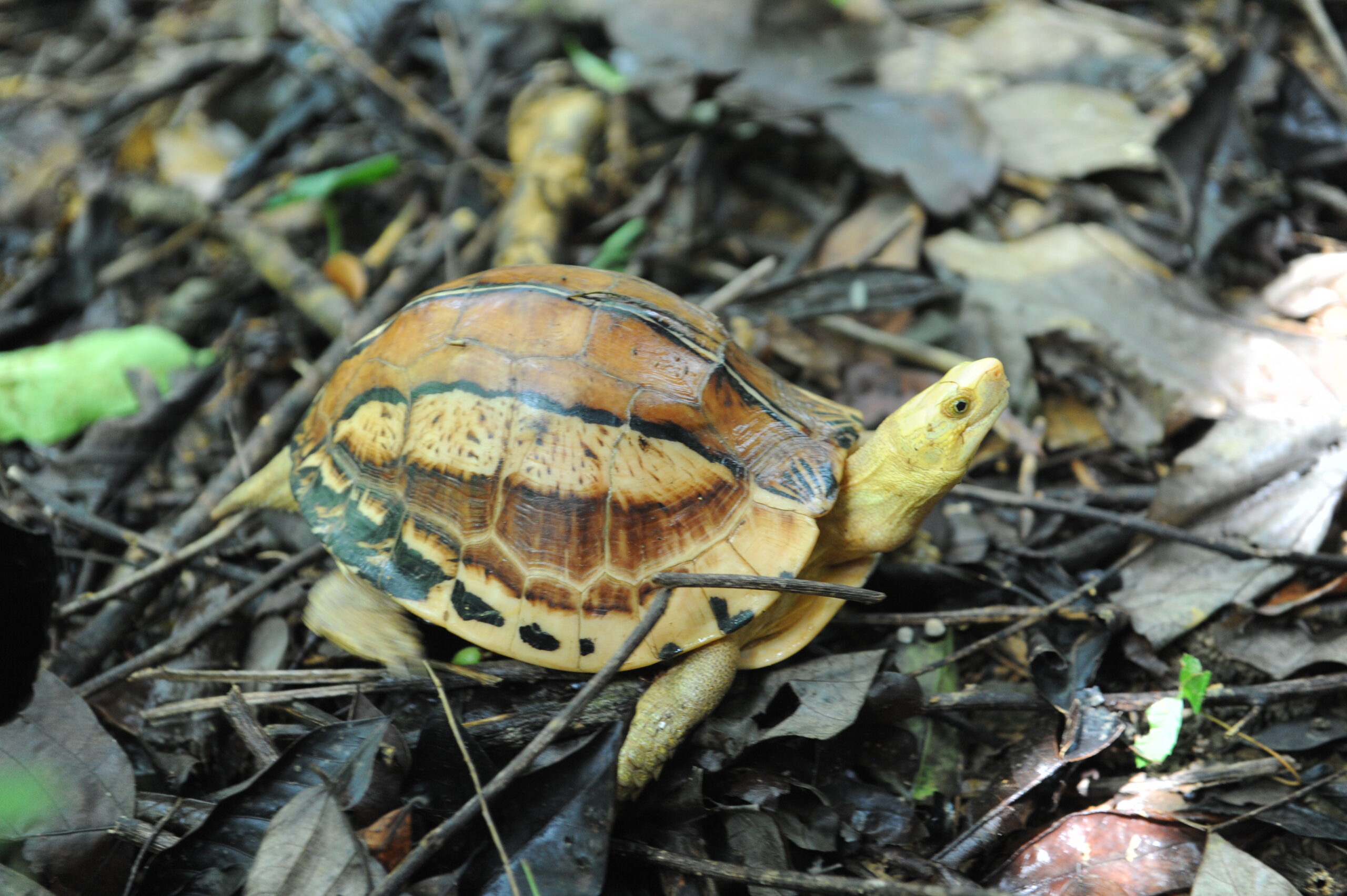 Ẩn trong rừng Đắk Lắk, lộ diện 