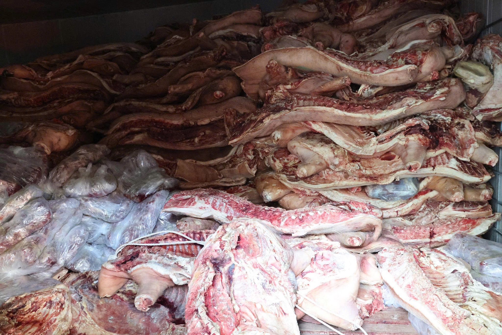 heo bệnh - Ảnh 1.