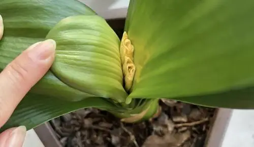 Bị vẻ đẹp đánh lừa, tôi đã trồng lan Clivia và gặp ngay 4 cú sốc khiến phải bỏ lập tức- Ảnh 1.