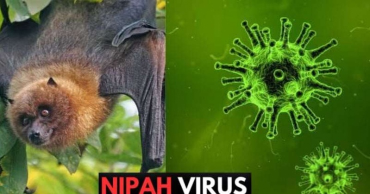 Bệnh do virus Nipah là bệnh truyền nhiễm nhóm A, có tỉ lệ tử vong được ghi nhận dao động từ 40-75%, hiện chưa có vắc xin và thuốc điều trị đặc hiệu.
