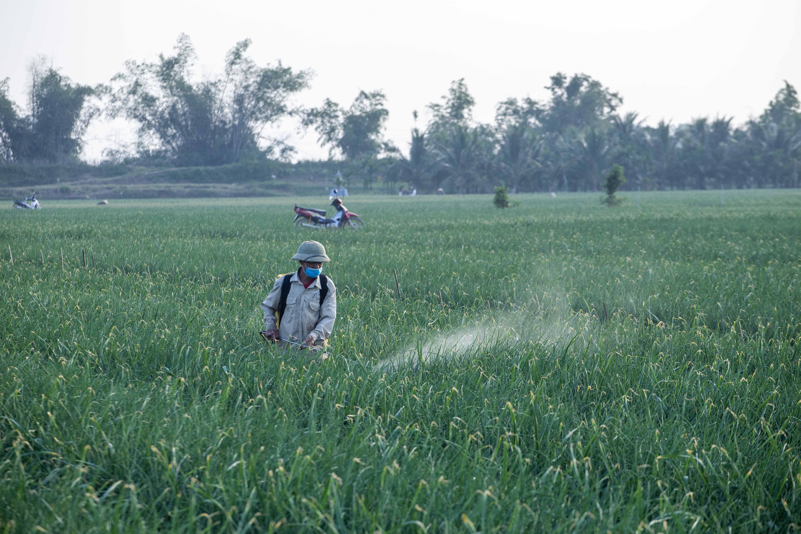 thuốc Bảo vệ thực vật  - Ảnh 1.
