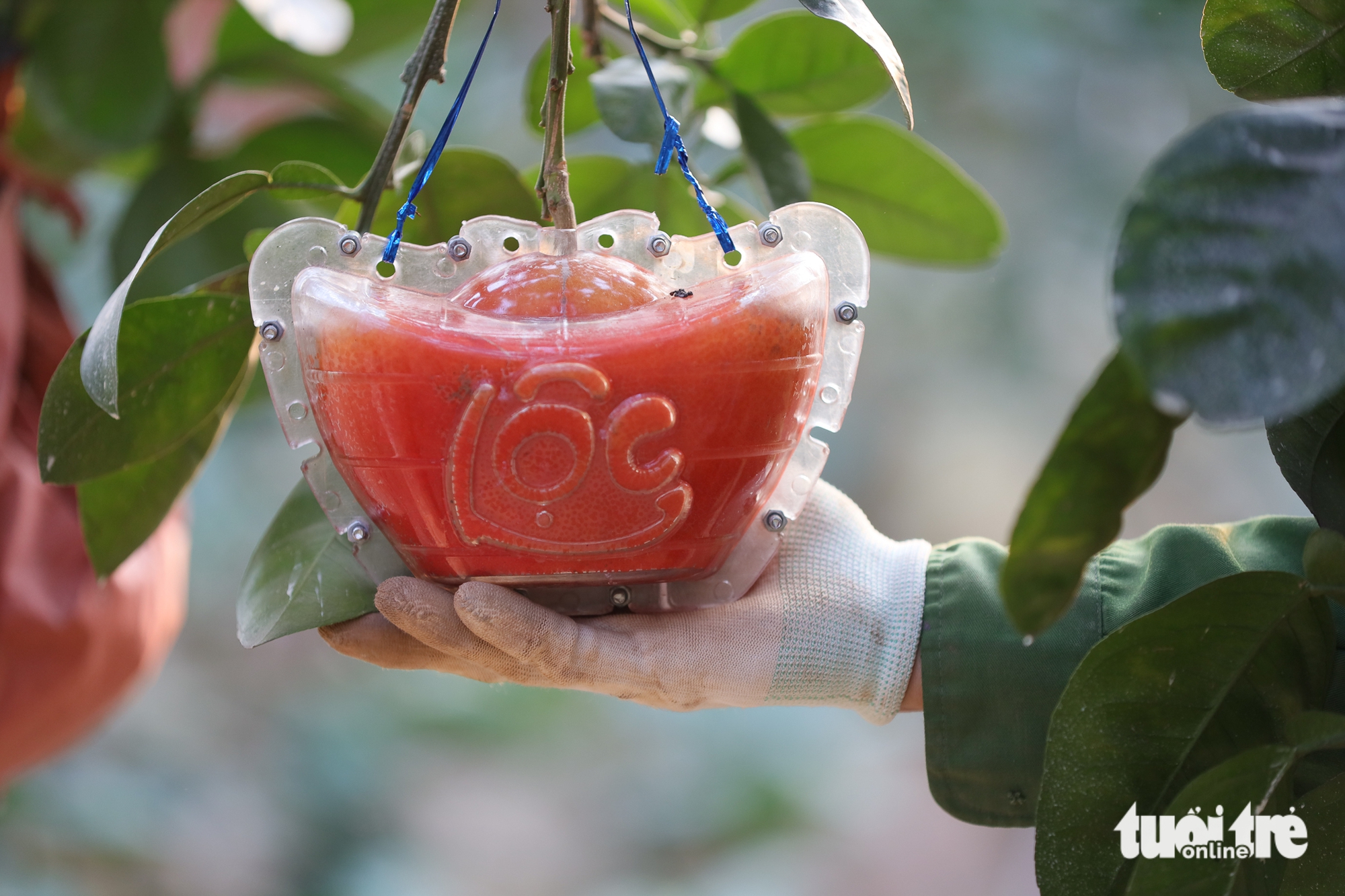 Bưởi đỏ 'thỏi vàng' sẵn sàng đón Tết 2026 - Ảnh 1.