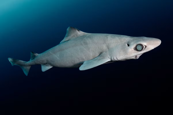 Cá mập gulper phân bố rải rác khắp thế giới, thường sống ở vùng nước sâu ít nhất 200 m. Ảnh: Andy Murch/Nature Picture Library
