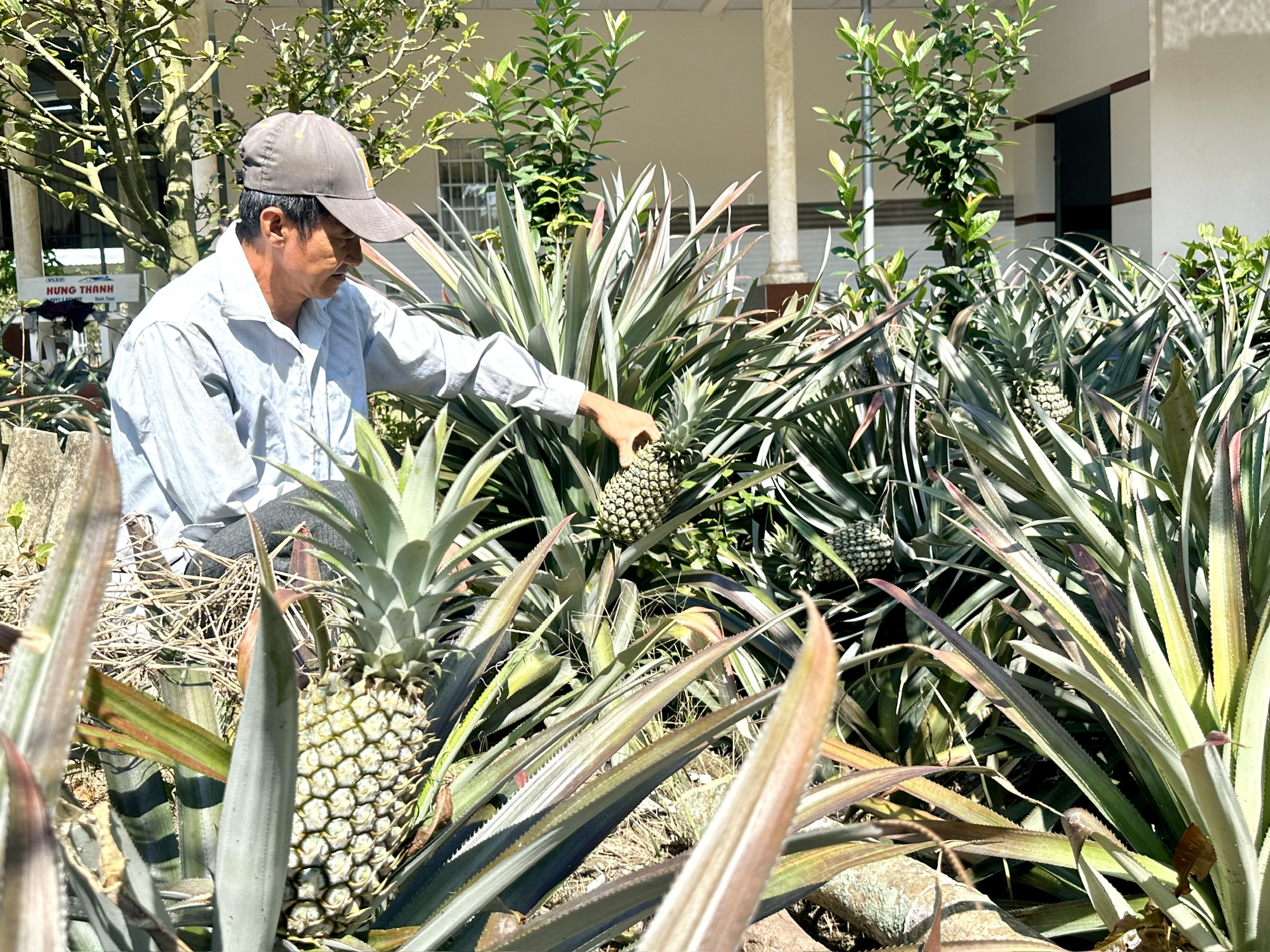 Cận Tết, giá khóm tăng vì nguồn cung thấp - Ảnh 1.