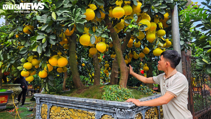 Cận cảnh chậu bưởi Diễn giá 150 triệu đồng tại TP.HCM- Ảnh 1.