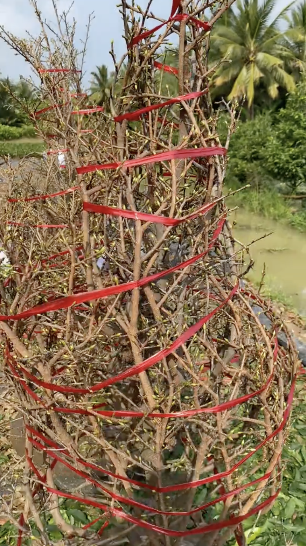 Cận cảnh rước 