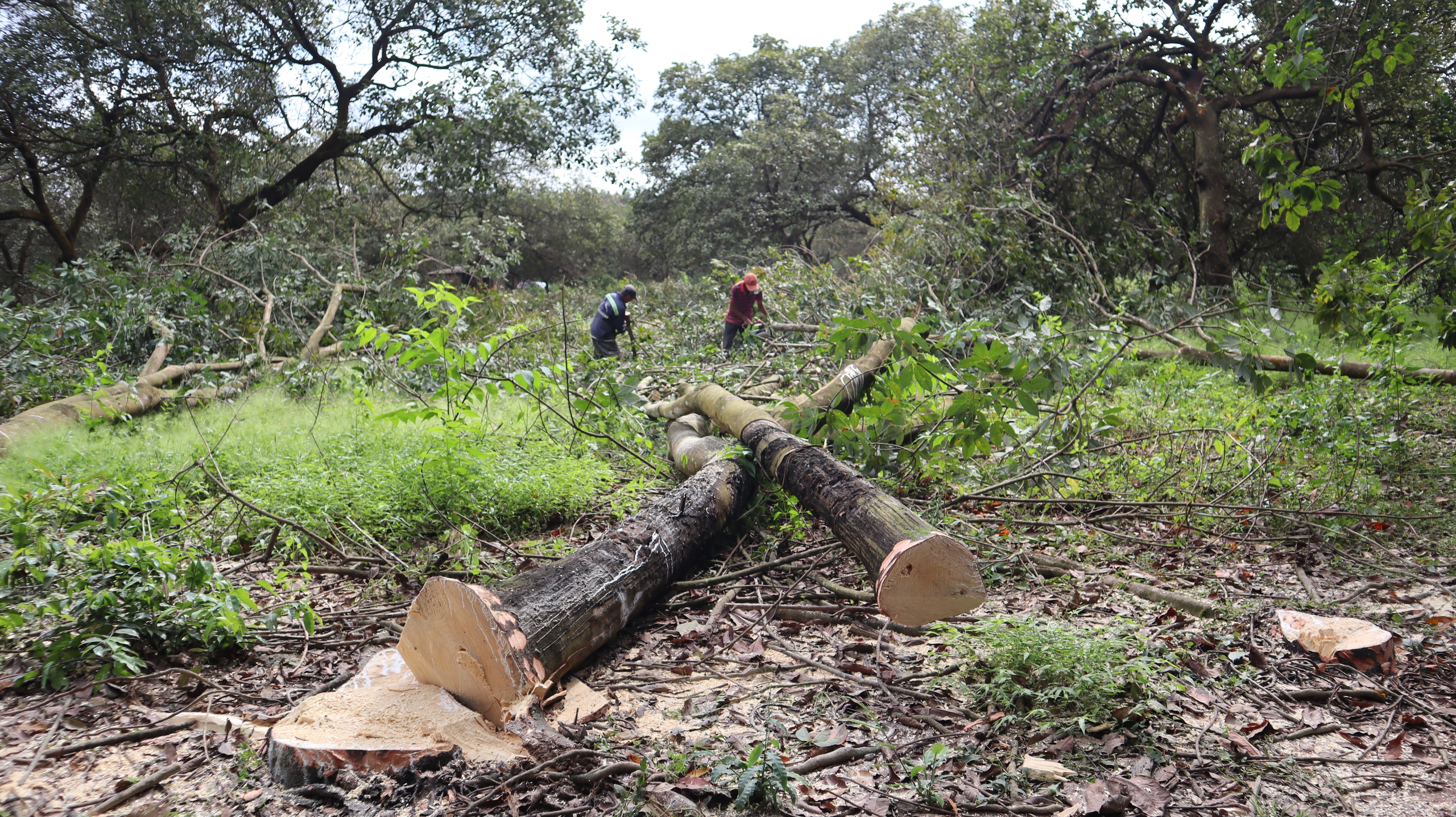 Cao tốc Gia Nghĩa - Chơn Thành về đích 'Chiến dịch Quang Trung'- Ảnh 1.