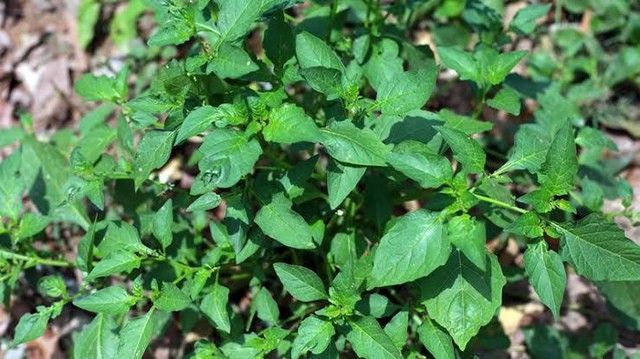 Cây rau từng bị coi là cỏ dại, nay lên đời thành đặc sản: Chuyên gia nói gì về loại rau này? 1 Cây rau tầm bóp hiện nay là món ăn được 'săn lùng' trên mâm cơm gia đình Việt. (Ảnh minh hoạ)