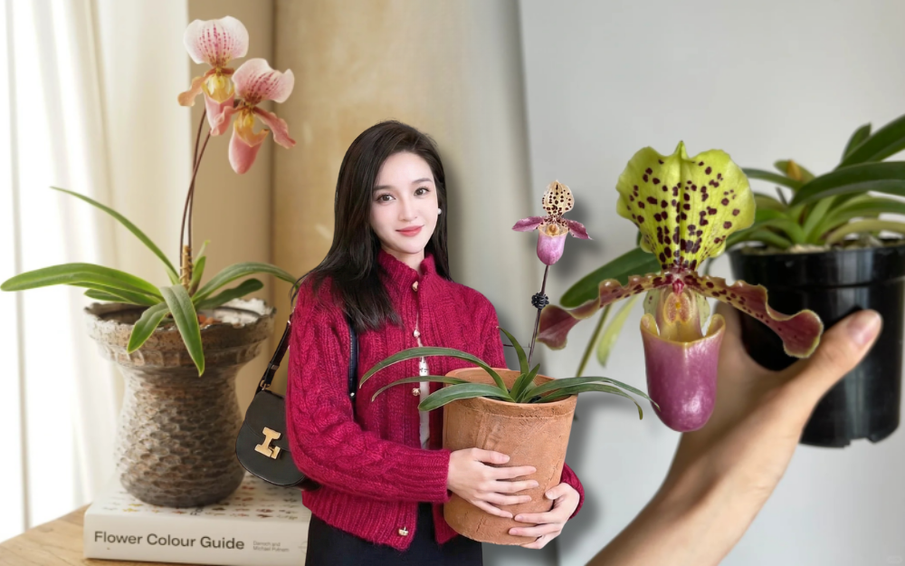 Chán lan hồ điệp? Tết này thử rước 