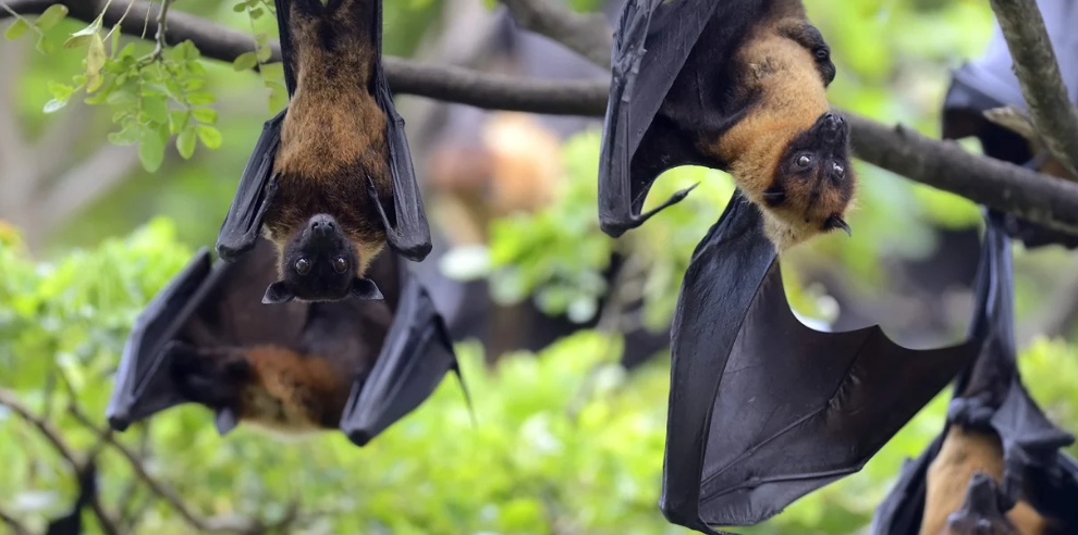 Hà Nội ngăn vi rút Nipah xâm nhập: Điều tra, khai thác tiền sử dịch tễ người đi - về từ vùng dịch - Ảnh 1.