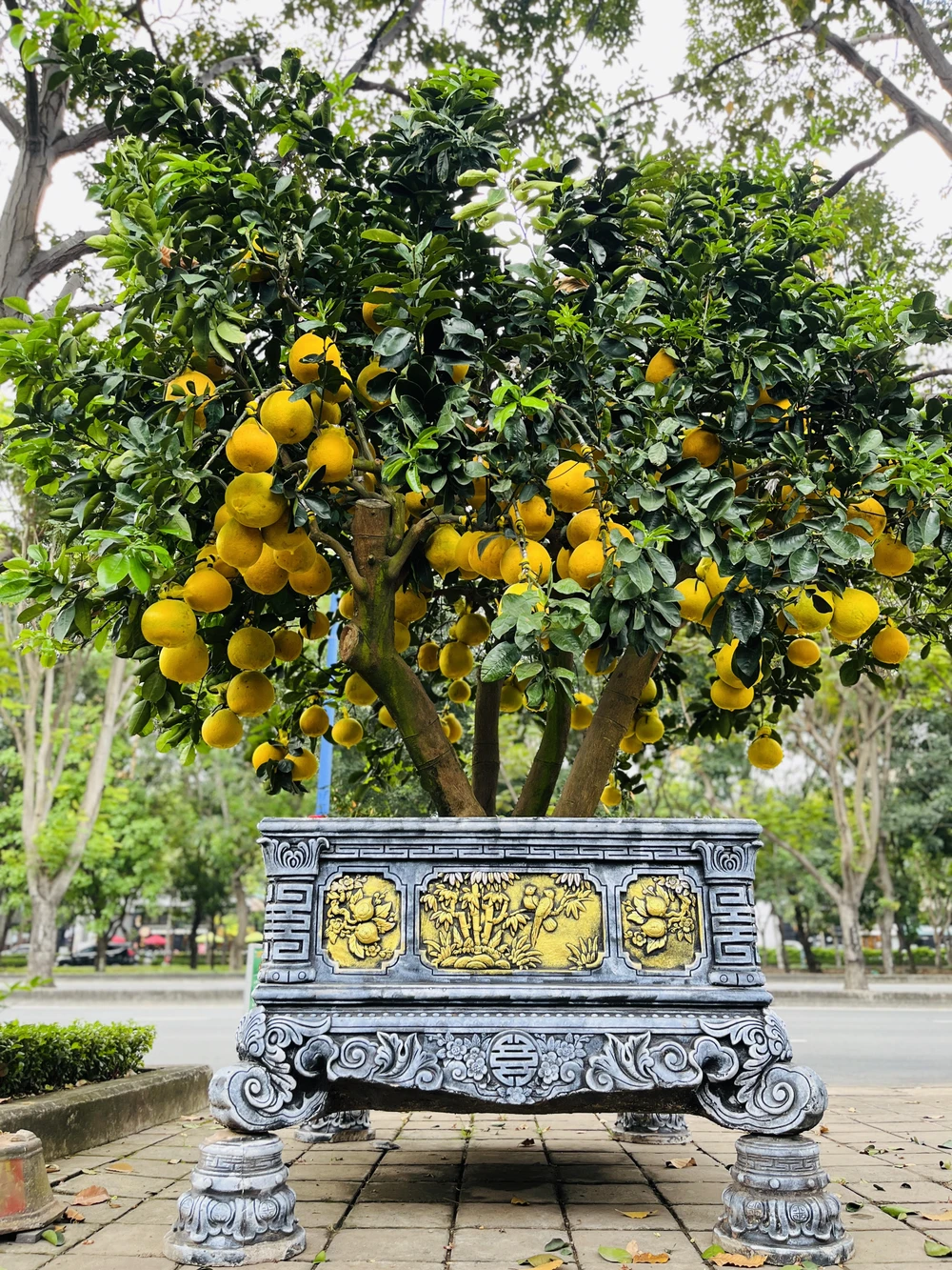 Bưởi Diễn trưng Tết.jpg