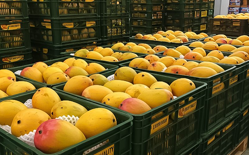 Loại quả của Việt Nam khiến cựu Đại sứ Hoa Kỳ phải khen ngợi 'ngon nhất thế giới': Chiếm 97% thị phần ở Trung Quốc, diện tích trồng hơn 110.000 ha- Ảnh 1.