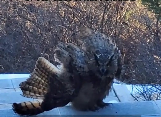 “Chim điêu của Dương Quá” bất ngờ chặn đường du khách leo núi, cơ quan kiểm lâm tiết lộ sự thật giật mình- Ảnh 1. “Chim điêu của Dương Quá” bất ngờ chặn đường du khách leo núi, cơ quan kiểm lâm tiết lộ sự thật giật mình- Ảnh 1.