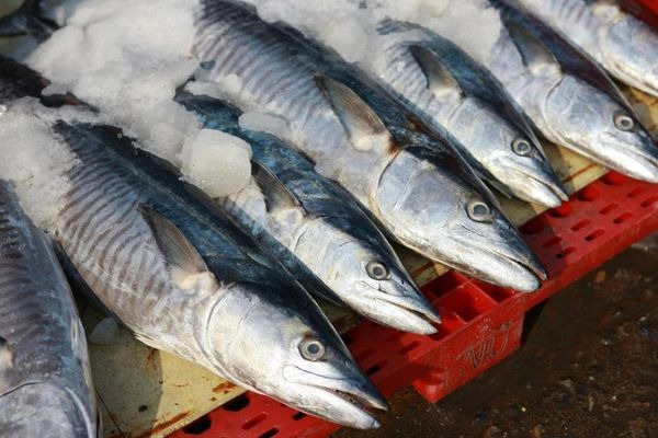 Quên cá hồi đi: Chợ Việt có 3 loại cá 