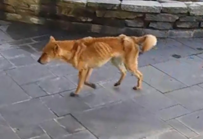 Hình ảnh Bami được chụp lại trong thời gian đi lạc. Ảnh: CBC